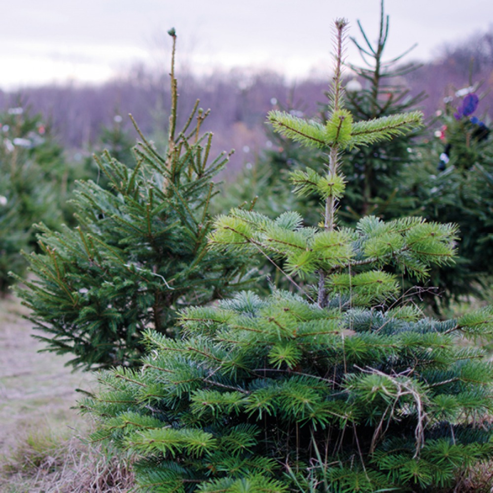 Where to Buy a Real Christmas Tree across the North East and Yorkshire Living North